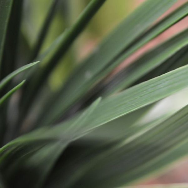 Kunst-Bamboegras-boeket-25-cm-donkergroen-3 zonder pot. De afgebeelde sierpotten zijn tegen meerprijs leverbaar. Vanaf 12 stuks geldt een staffel korting.