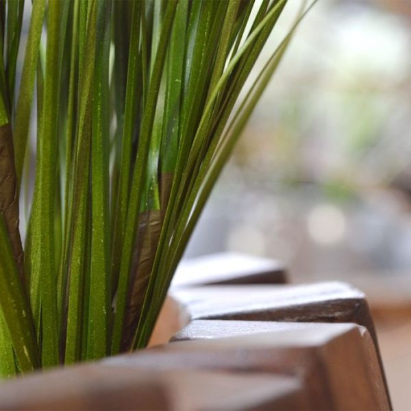 en plant ze met een onderlinge afstand van ongeveer 8 cm. Het siergras is mooi groen van kleur en heeft een totale lengte van ongeveer 65 cm