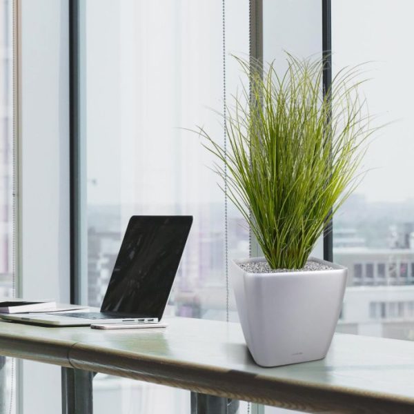 zodat deze eenvoudig in een sierpot of bakken te plaatsen is. Vanaf 6 stuks profiteert u al van de voordeel korting.