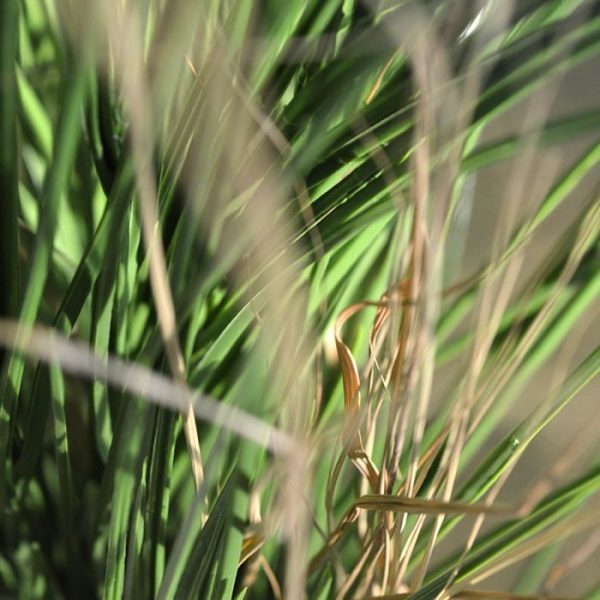 Kunst Grasplant 120 cm UV in pot 3