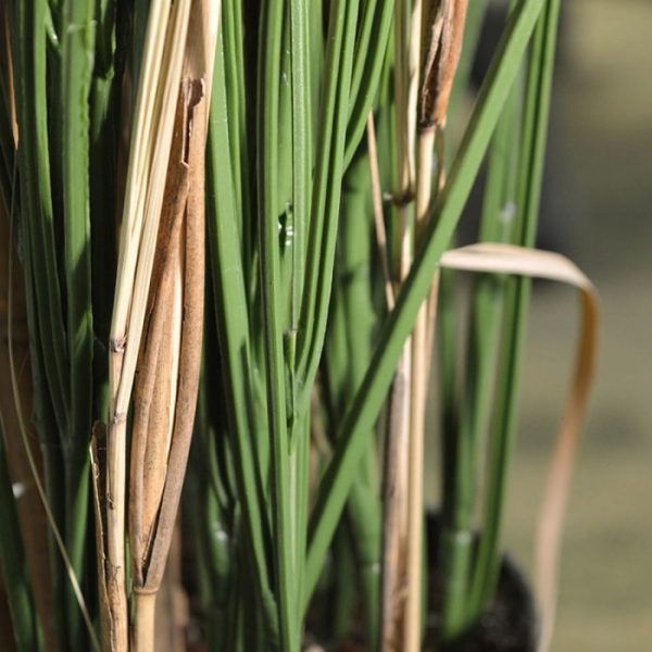 Kunst Grasplant 120 cm UV in pot 4