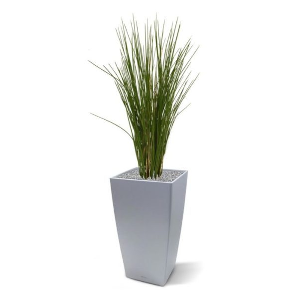 wordt geleverd in een standaard plastic binnenpot zodat deze eenvoudig in een sierpot te plaatse is.