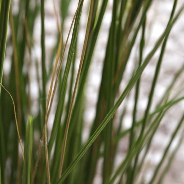 Kunst Grasplant 80 cm UV in pot 4