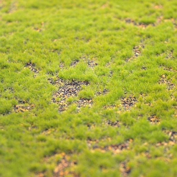 maak één complete groene wand met meerdere matten of gebruik het als afscheidende kunsthaag of een botanisch kunstwerk met her en der wat ingestoken planten.  Deze kunstige mosmat is veelzijdig te gebruik en is opgebouwd uit een zachte onderlaag waar u eenvoudig andere planten in kunt steken met daarbovenop een laag zeer verfijnd kunstmos. Enkele plekken zijn kaal gelaten zodat het effect zeer echt en natuurgetrouw lijkt.  Experimenteer er lustig op los met deze natuurlijk ogende kunst mos mat. De mat van 100 cm bij 100 cm is ultralicht en daardoor heel snel en makkelijk te verwerken.