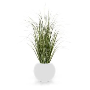 Dit speelse kunst Rietgras 60 cm is een mooie aanvulling op het assortiment kunst grasplanten. Dit model heeft met zijn vele groen-creme zijscheuten en unieke blad print een natuurlijke uitstraling! Met een hoogte van ongeveer 65 cm en een breedte van ongeveer 35 cm