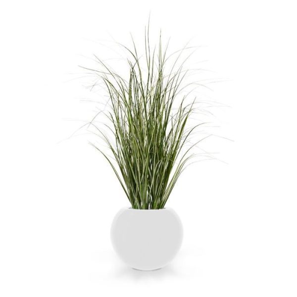 Kunst Rietgras 60 cm groen-creme Dit speelse kunst Rietgras 60 cm is een mooie aanvulling op het assortiment kunst grasplanten. Dit model heeft met zijn vele groen-creme zijscheuten en unieke blad print een natuurlijke uitstraling! Met een hoogte van ongeveer 65 cm en een breedte van ongeveer 35 cm