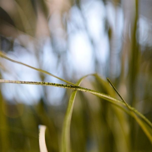 Kunst-Rietgras-80-cm-groen-creme-3 hoge bakken. De kunst grasplant