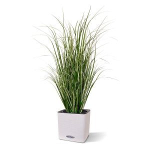 Dit speelse kunst Rietgras 80 cm is een mooie aanvulling op het assortiment kunst grasplanten. Dit model heeft met zijn vele groen-crème zijscheuten en unieke blad print een natuurlijke uitstraling! Met een hoogte van ongeveer 80 cm en een breedte van ongeveer 35 cm