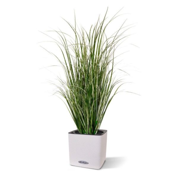 Kunst Rietgras 80 cm groen-crème Dit speelse kunst Rietgras 80 cm is een mooie aanvulling op het assortiment kunst grasplanten. Dit model heeft met zijn vele groen-crème zijscheuten en unieke blad print een natuurlijke uitstraling! Met een hoogte van ongeveer 80 cm en een breedte van ongeveer 35 cm