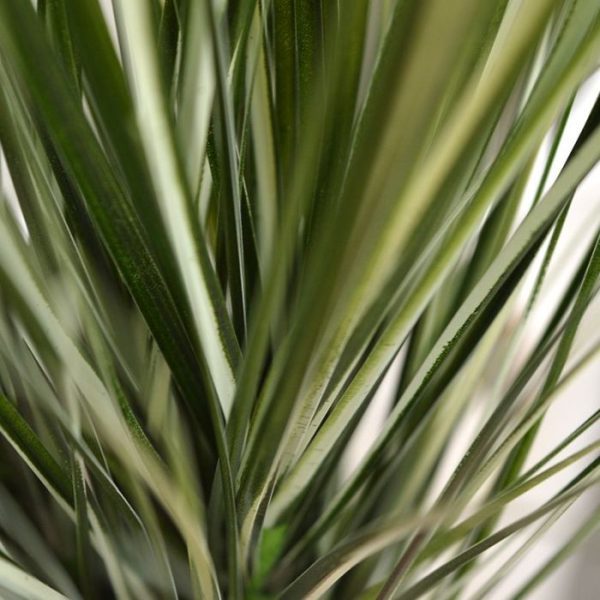 maar ook schalen en room dividers kunnen decoratief worden opgemaakt. Gebruik ongeveer 16 boeketten voor een pot met een diameter van 40 cm om een mooi dicht plantenarrangement te maken. Voor de room dividers: maak een of meerdere rijen