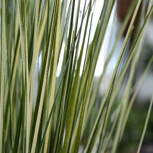 Kunst Rietgras boeket deluxe 85 groen creme 6