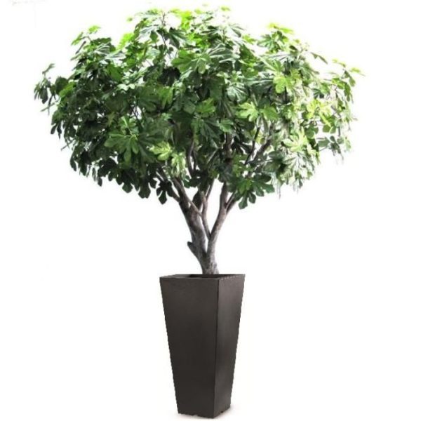 de entree en kantines.   Standaard wordt de boom in een plastic binnenpot geleverd