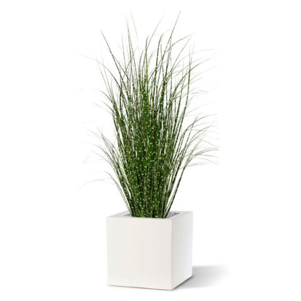 is een mooie aanvulling op het assortiment kunst grasplanten. Dit model heeft met zijn vele groen-gele scheuten en kenmerkende blad print een natuurlijke uitstraling! Met een hoogte van ongeveer 80 cm en een breedte van ongeveer 35 cm