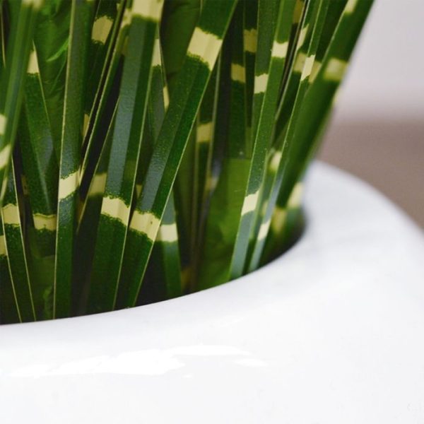 maar wordt deze ook vaak met meerdere verkocht om als natuurlijke scheidingswand te dienen in lange