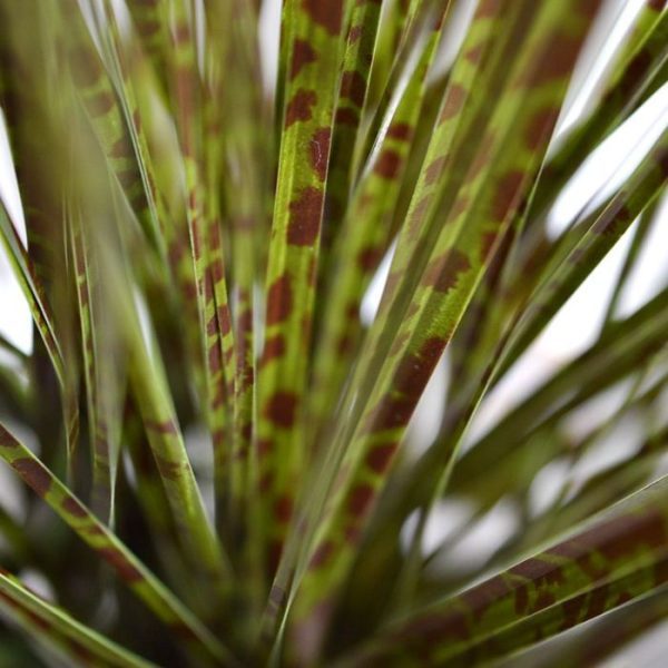 maar ook schalen en room dividers kunnen decoratief worden opgemaakt. Gebruik ongeveer 16 boeketten voor een pot met een diameter van 40 cm om een mooi dicht plantenarrangement te maken. Voor de room dividers: maak een of meerdere rijen