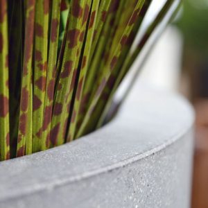 Dit kunst Zebragras boeket deluxe 85 groen-bruin is perfect te gebruiken om plantenbakken mee op te steken. Door zijn opbouw staat het kunstgras bijzonder goed op hoge potten