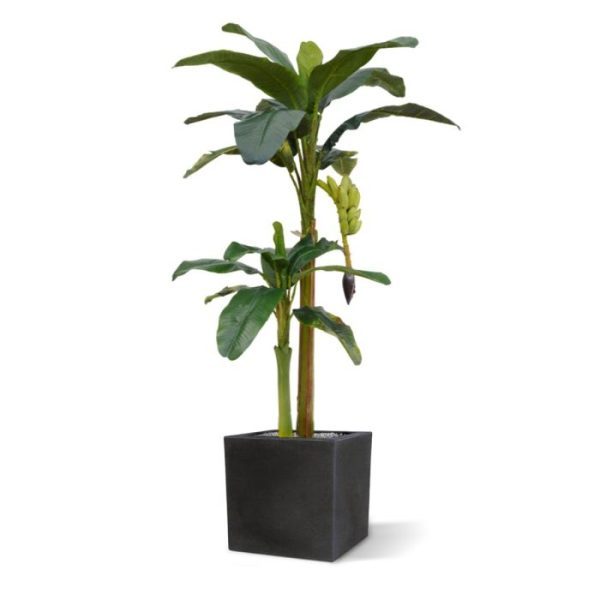 serres en zwembaden komt deze natuurlijke kunstboom prachtig tot zijn recht. Met een hoogte van 180 cm kan de boom in een hoge als in een lage sierpot gezet worden. De diameter is wel 115 cm! De kunstboom wordt geleverd in plastic pot afgewerkt met kunstmos.