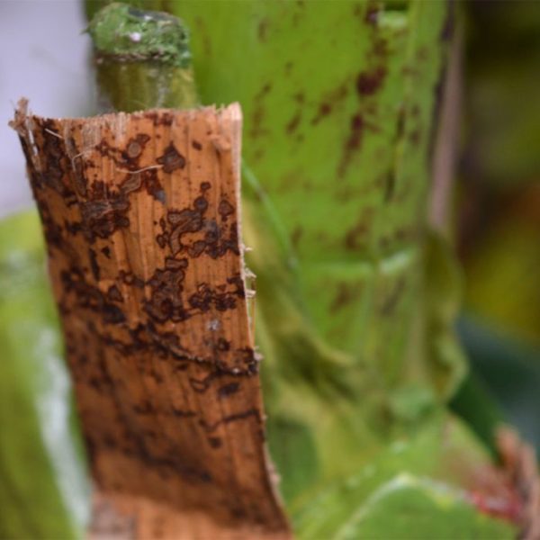 Kunst bananenboom 180 cm 3