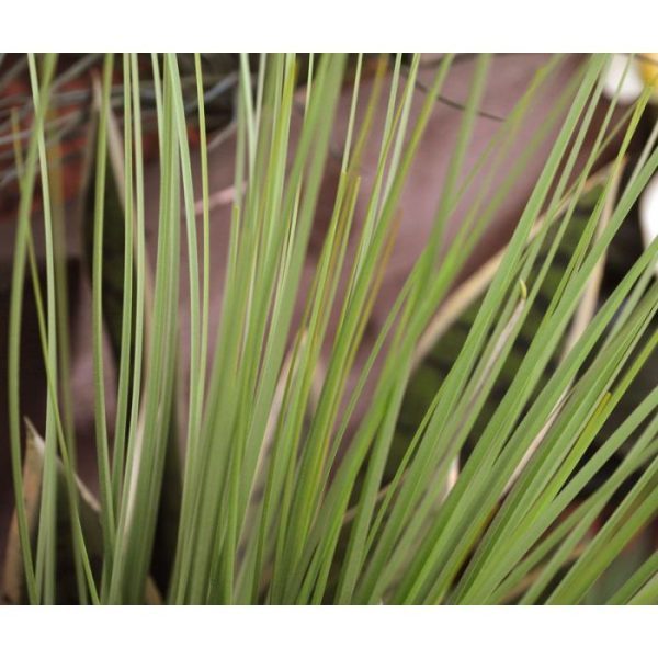 Dit groene kunst Grasboeket is perfect te gebruiken om plantenbakken mee op te steken. Door zijn opbouw staat het kunstgras bijzonder goed op hoge potten