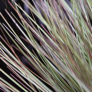 Met zoveel speelse sprietjes wijd en rondom heeft onze Grasplant 'Wide' 60 cm in pot een wel heel vol en goed gevuld uiterlijk. Ideaal om uw arrangement een bijzondere touch te geven. Maar let wel op….deze lekkere dikkerd wil wel alle ruimte! Deze kunst Grasplant heeft niet voor niets de naam Wide meegekregen. Met zijn vele en afwisselend rode en groene zijscheuten heeft ons kunstgras een goedgevulde en natuurlijke uitstraling! U kunt de Grasplant in plastic pot met vaste vulling prima in een hoge of lage sierpot presenteren