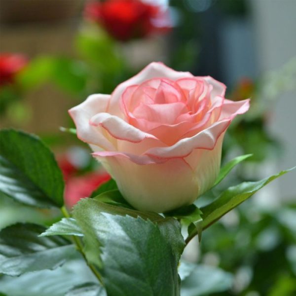 Kunstroos-op-stam-75-cm-roze-4 Kunstroos op stam 75 cm roze 4