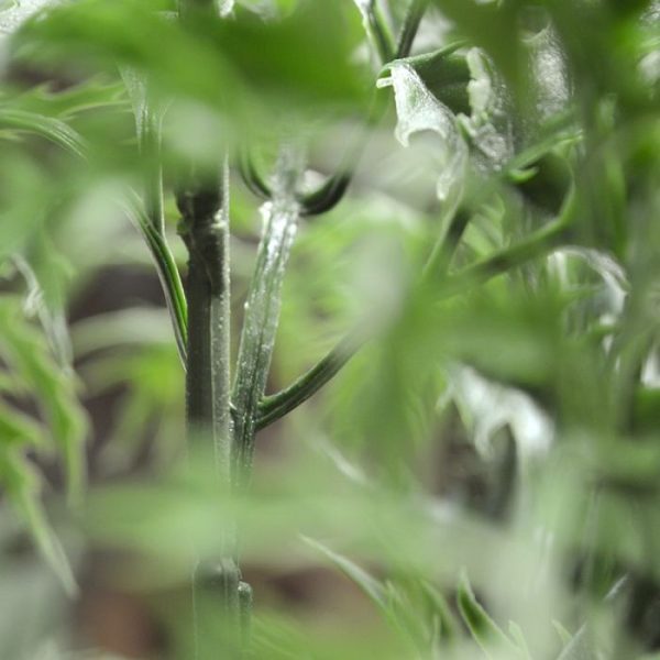Kunst Hangplanten kunststof Ming Aralia Tak 50 cm groen kunt u gebruiken als basis om bomen mee op te bouwen. Doordat de hele tak uit hoogwaardig kunststof is opgebouwd