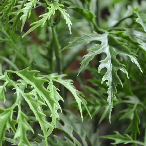 Kunststof-Ming-Aralia-Tak-50-cm-groen-UV-6 Kunststof Ming Aralia Tak 50 cm groen UV 6