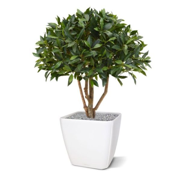 Groene kunstplanten welke vaak wordt gebruikt in entrees en op kantoor. De hoogte van de Laurier is 80 cm