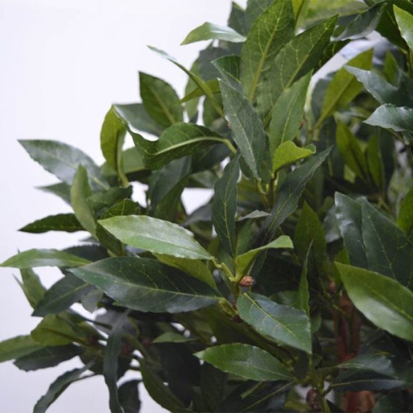 Laurier-bal-op-stam-70-cm-kunstplant-3 de breedte is ongeveer 65 cm. Standaard wordt deze boom in een plastic pot geleverd.