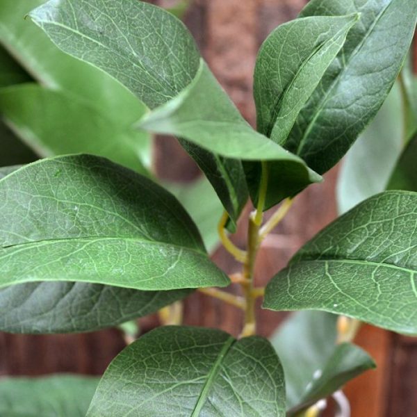 Kunst bladtakken Laurier kunstbladtak 60 cm 2