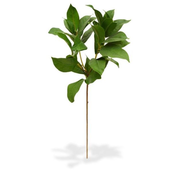 Laurier kunstbladtak 60 cm Deze Laurier kunst bladtak 60 cm kunt u gebruiken als basis in kunstboeketten. Het kunstzijden Laurier blad heeft zijn karakteristieke kleur en een perfect nagemaakte bladnerf. De kunsttak is zeer goed nagemaakt met 3 zijtakken