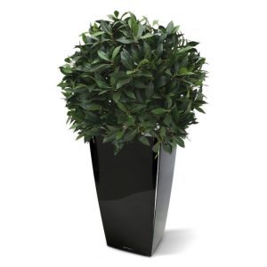 Schitterende kunstzijden Laurierbol met een groot formaat!   Zowel de blaadjes als de besjes zijn niet van echt te onderscheiden! Deze bol is zeer decoratief en wordt vaak gebruikt om de entree te versieren.  De diameter van de bol is 55-60 cm. Standaard wordt deze plant in een plastic pot geleverd.