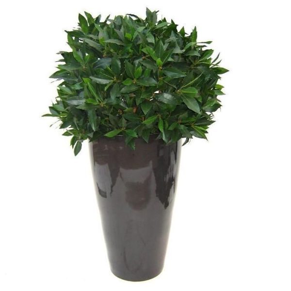 Laurierbol-XL-kunstplant-60-cm-4 Laurierbol XL kunstplant 60 cm 4