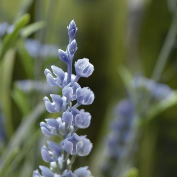 Lavendel-Kunstboeket-50-cm-UV-blauw-3 maar ook zeer decoratief staat op terras in horeca gelegenheden. Als enkel plantje in een sierpot of met meerdere in een schaal of plantenbak