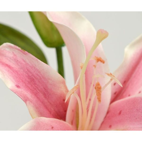 1 grote knop en verschillende bladeren en laat zich makkelijk verwerken in boeketten. Een prachtige bloem met een zeer natuurgetrouwe uitstraling.   De natuurlijk ogende steel bloem heeft een lengte van 58 cm en een breedte van ongeveer 20 cm en verkrijgbaar in creme en roze.   Vanaf 12 stuks kunt u gebruik maken van de speciale voordeel prijs.