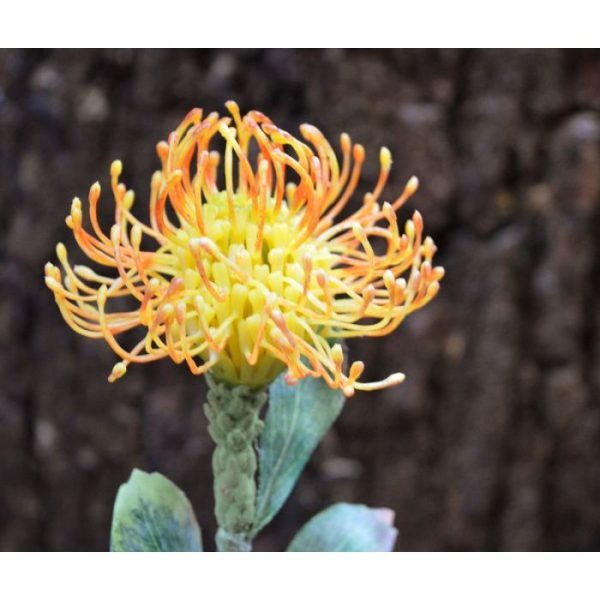 Leucadendron-kunsttak-60-cm-oranje-4 welke tot in elk detail is nagemaakt.   De totale lengte van de kunsttak is 60 cm. De breedte van de bloem is ongeveer 10 cm.   Vanaf 12 stuks geldt een voordeel prijs.