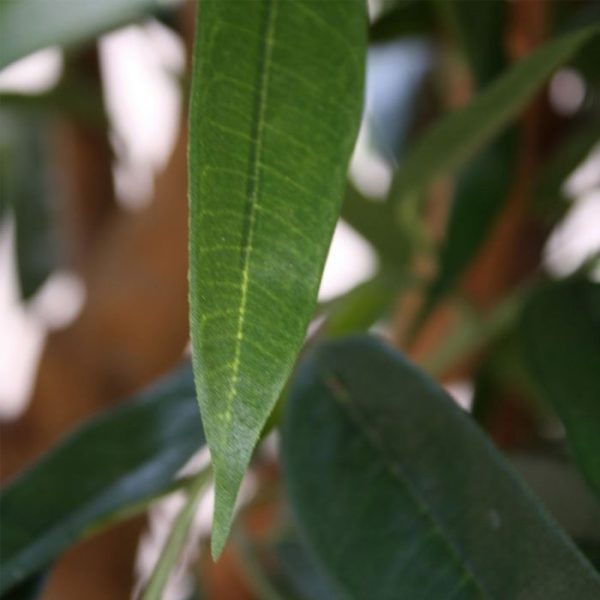 Longifolia-XL-Deluxe-120-cm-kunstboom-3 Longifolia XL Deluxe 120 cm kunstboom 3