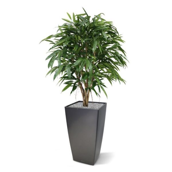 Longifolia XL Deluxe 120 cm kunstboom Deze nieuwe Ficus Longifolia is met zijn lange puntige bladeren een aparte verschijning uit de Ficus familie. De bladkleur is donkergroen en door zijn echte houten stam en nagebootste luchtwortels oogt de kunstboom zeer natuurgetrouw. De boom is zeer geschikt voor luxe kantoren of decoratie van luxe woonruimtes. De kunstficus heeft een hoogte van 120 cm en een breedte van ongeveer 100 cm. Standaard wordt de boom geleverd in een plastic pot.