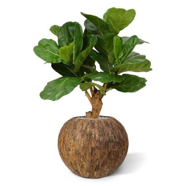 ook wel bekend als de Tabaksplant. Doordat de kunstzijden bladeren dicht op elkaar gemonteerd zijn heeft deze kunstplant een heel volle uitstraling.   De hoogte van de Lyrata is ongeveer 90 cm. De breedte bedraagt circa 80 cm. Zowel in hoge als lage sierpotten komt deze Lyrata prachtig tot zijn recht. De fris groene bladeren brengen bovendien sfeer in uw interieur!  Standaard wordt de Lyrata Deluxe in een plastic binnenpot geleverd zodat deze eenvoudig in een sierpot geplaatst kan worden.