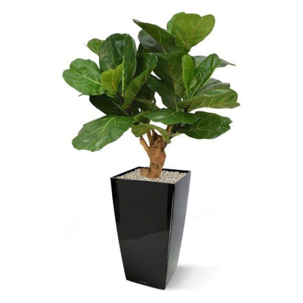 De Lyrata Deluxe 80 cm op stam is een schitterende groot bladerige plant