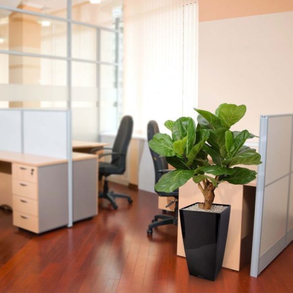 Lyrata Deluxe kunstplant 80 cm op stam 7