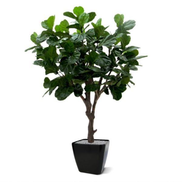 welke in de volksmond ook wel bekend staat als de Tabaksplant. Doordat de kunstzijden bladeren dicht op elkaar gemonteerd zijn heeft deze kunstplant een heel volle uitstraling. De hoogte van de Lyrata is ongeveer 260 à 270 cm totaal