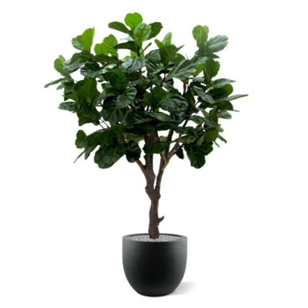 Lyrata Giant Deluxe kunstboom 260 cm in pot 10