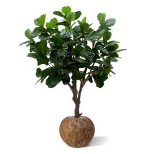 De Lyrata Giant Deluxe 260 cm is een schitterende groot bladerige kunstboom