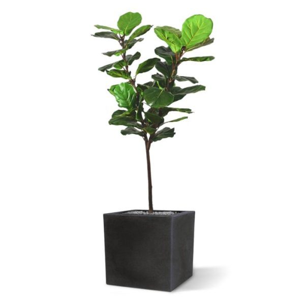 Lyrata Y stam kunstboom 150 cm 2