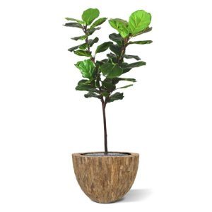 Nieuw - Lyrata Y-stam kunstboom 150 cm