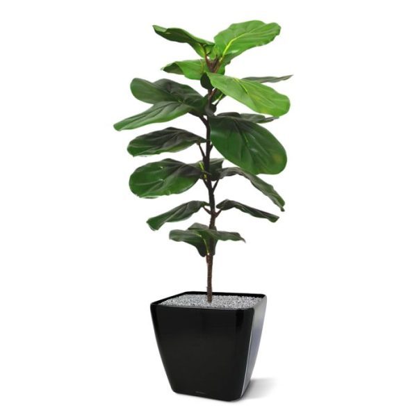 leerachtige bladeren in verschillende groentinten met lichtgroene nerven zien. Een lust voor het oog! Door de fijne prijs-kwaliteitverhouding is deze kunstplant Lyrata enorm gewild. Hij is ongeveer 85 cm hoog en zo'n 45 cm breed. Dit exemplaar past qua afmeting mooi in een hoge sierpot in de hal of in een hoek van de kamer. Standaard wordt de kunstplant Ficus Lyrata in een plastic binnenpot geleverd