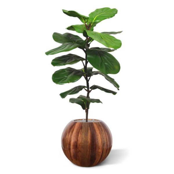 Wat een fijne aanvulling op ons toch al rijke Ficus assortiment is deze Lyrata kunstplant van 90 cm in pot. Deze populaire Ficussoort wordt ook wel de vioolbladplant of tabaksplant genoemd en laat grote en prachtige