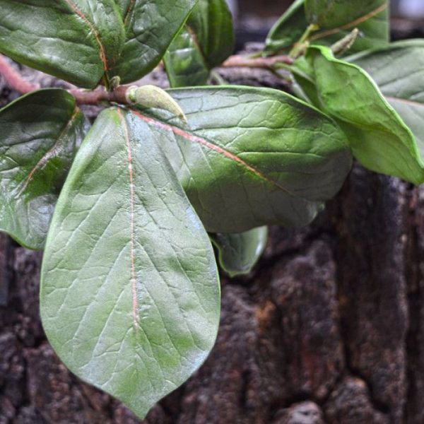 fluweel zacht aanvoelen. Speciale aandacht gaat uit naar de delicate