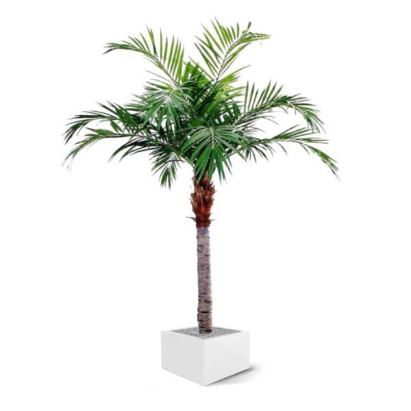Majesty Kunstpalm Giant 350 cm 1